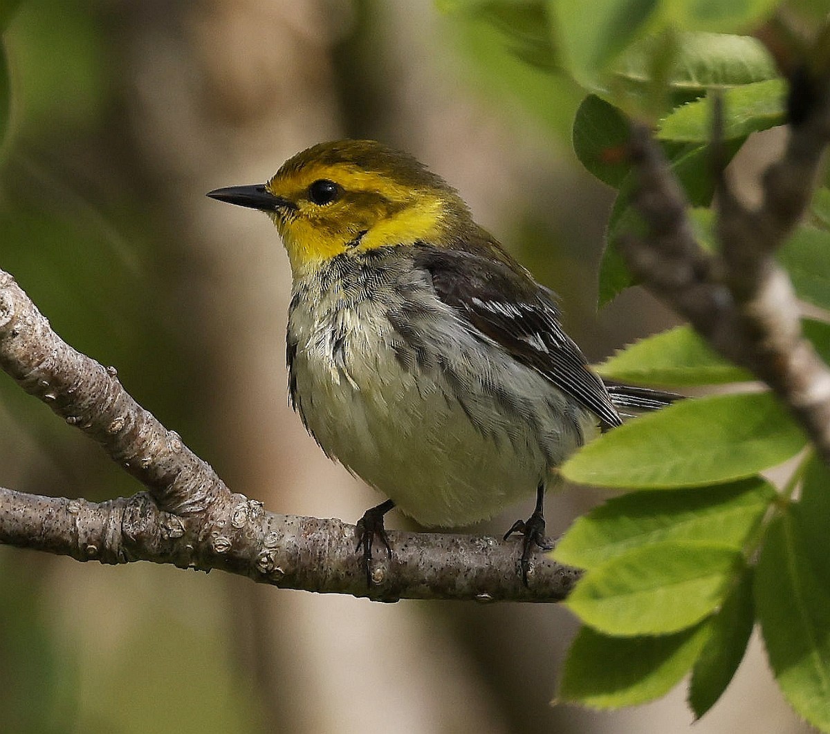 Black-throated Green Warbler - ML620821241