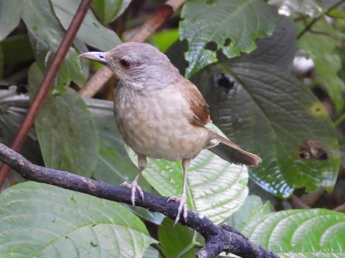 Pale-breasted Thrush - ML620821242