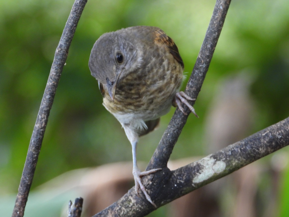 Pale-breasted Thrush - ML620821243