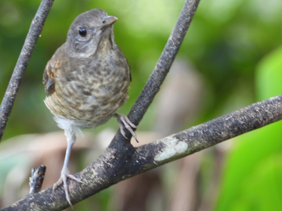 Pale-breasted Thrush - ML620821244