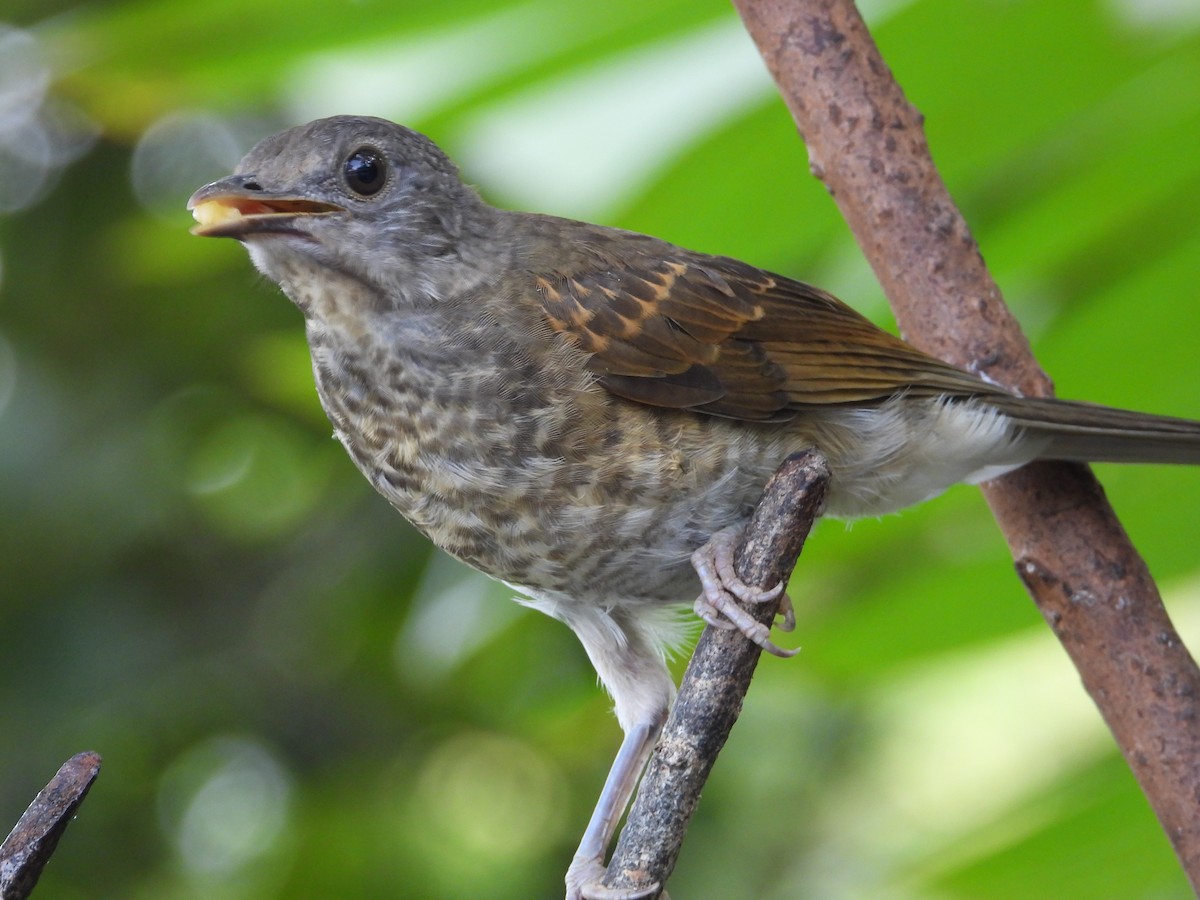 Pale-breasted Thrush - ML620821245