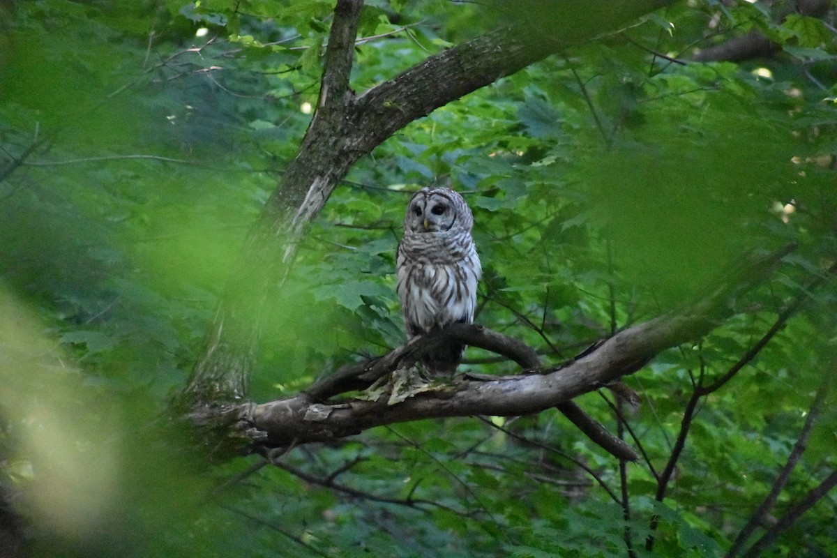 Barred Owl - ML620821247