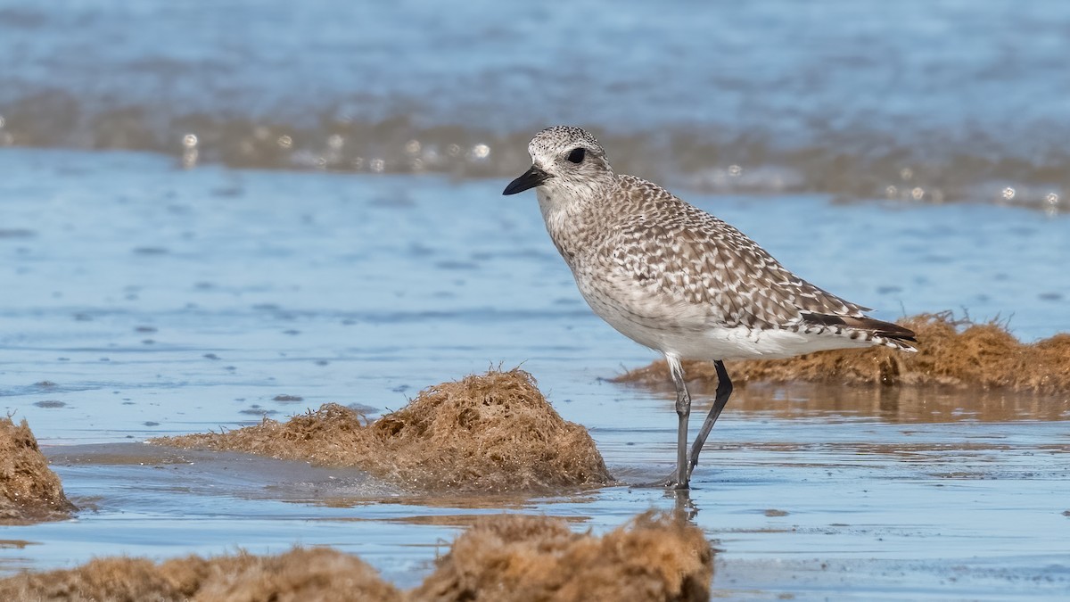 Black-bellied Plover - ML620821248