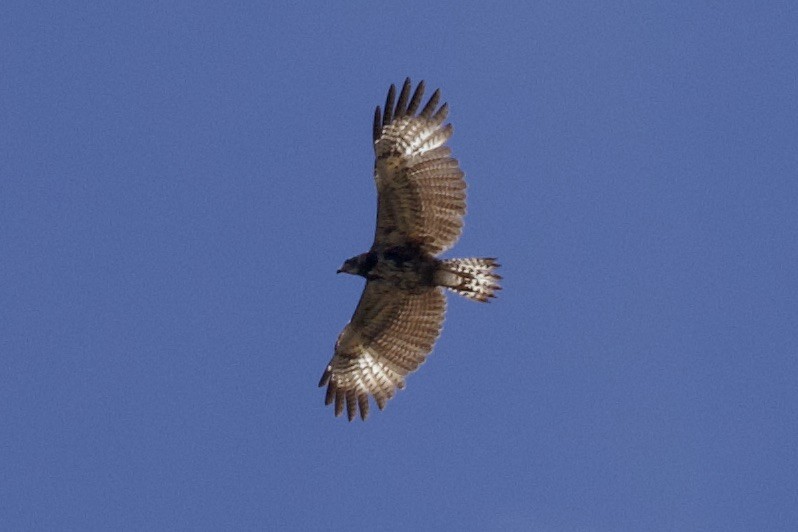 Common Black Hawk - Nicole Desnoyers