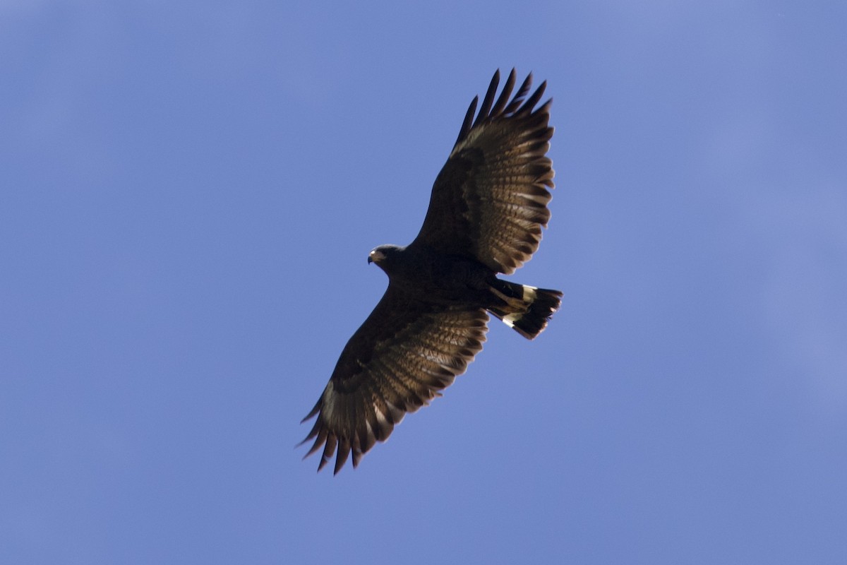 Common Black Hawk - ML620821252