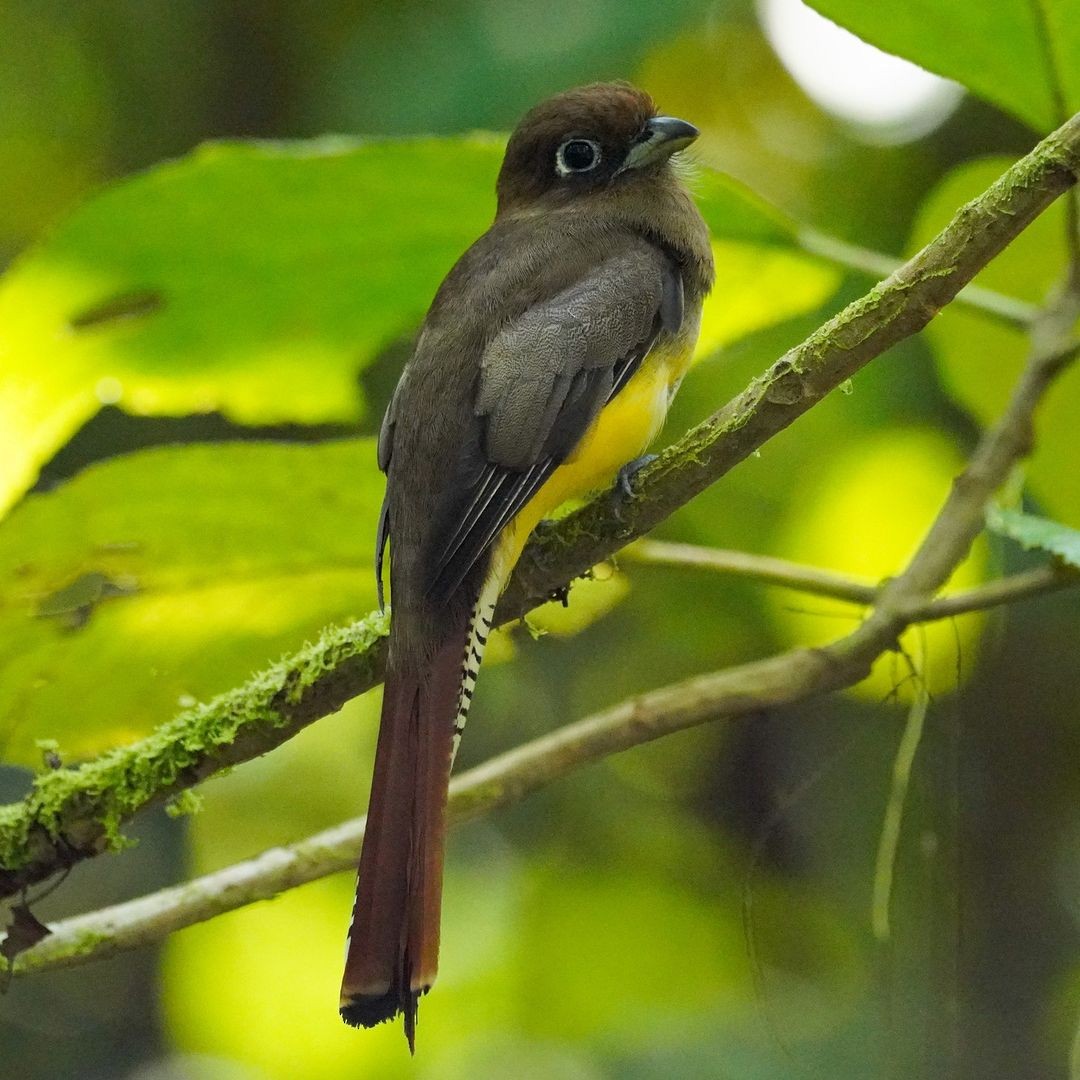 Northern Black-throated Trogon - ML620821254