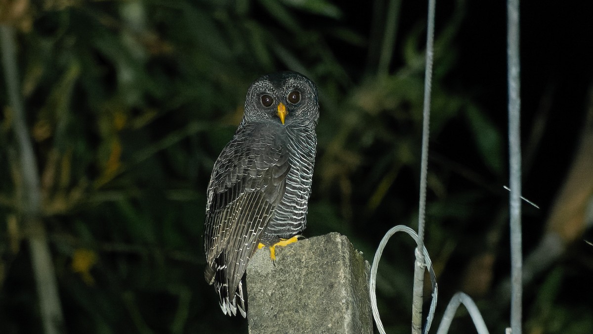 Black-banded Owl - ML620821255