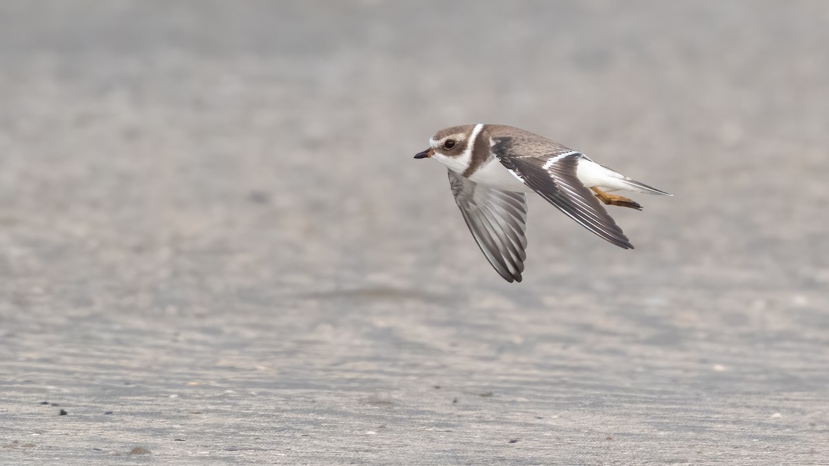 Semipalmated Plover - ML620821263