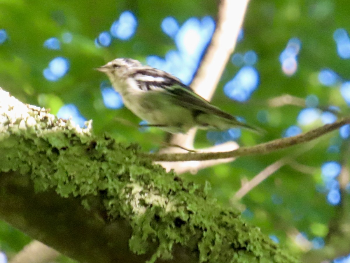 Black-and-white Warbler - ML620821269