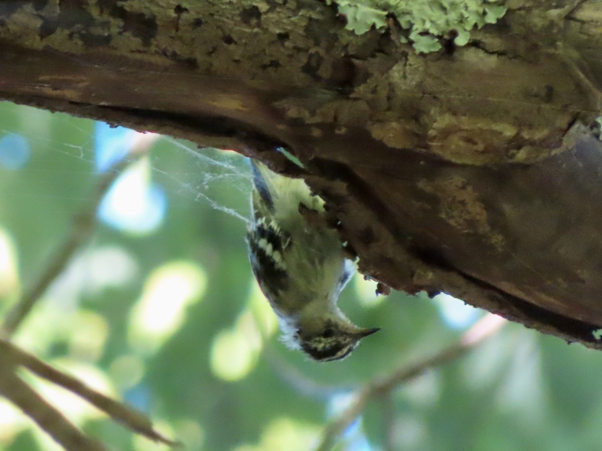 Black-and-white Warbler - ML620821270