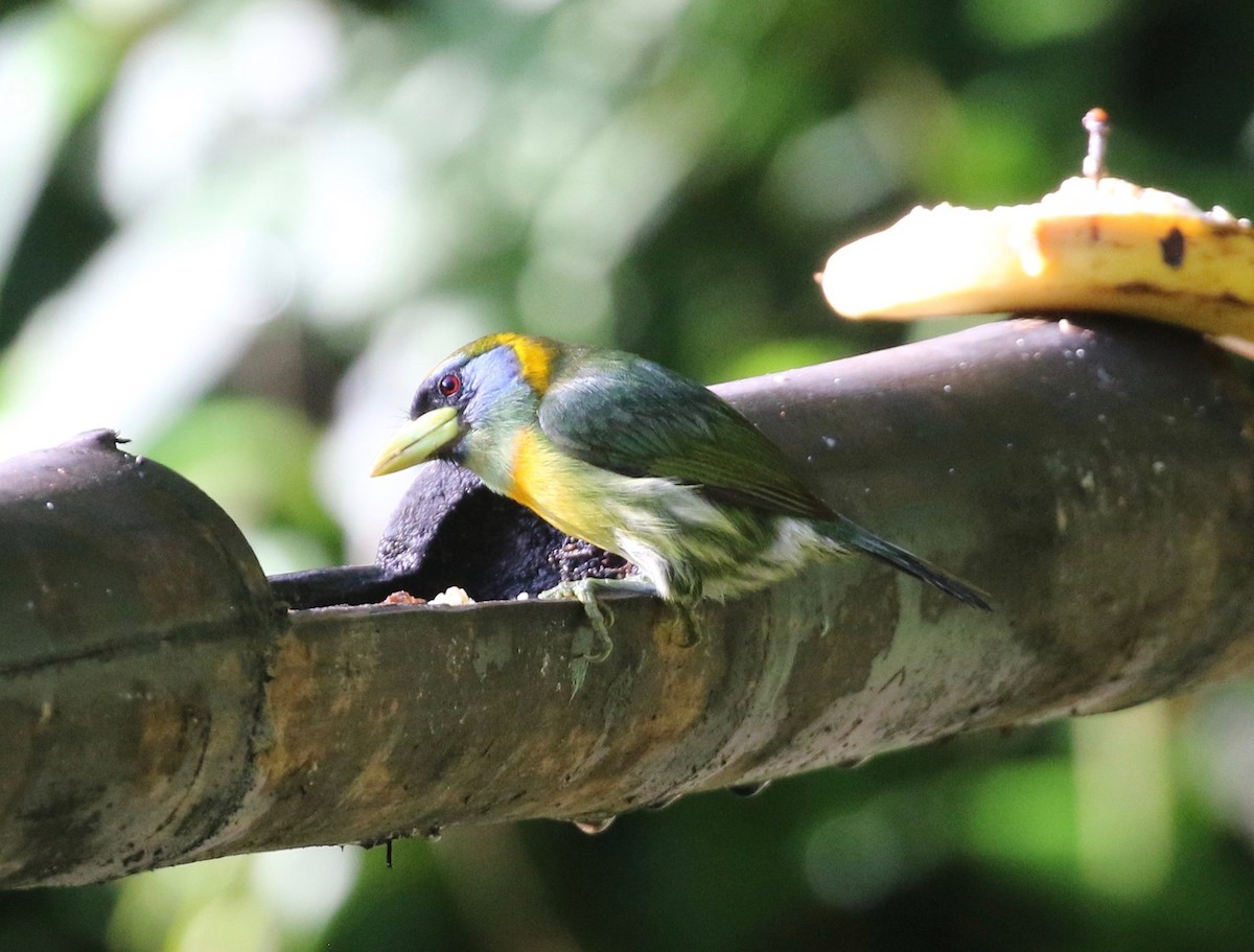 Kırmızı Başlı Barbet - ML620821272