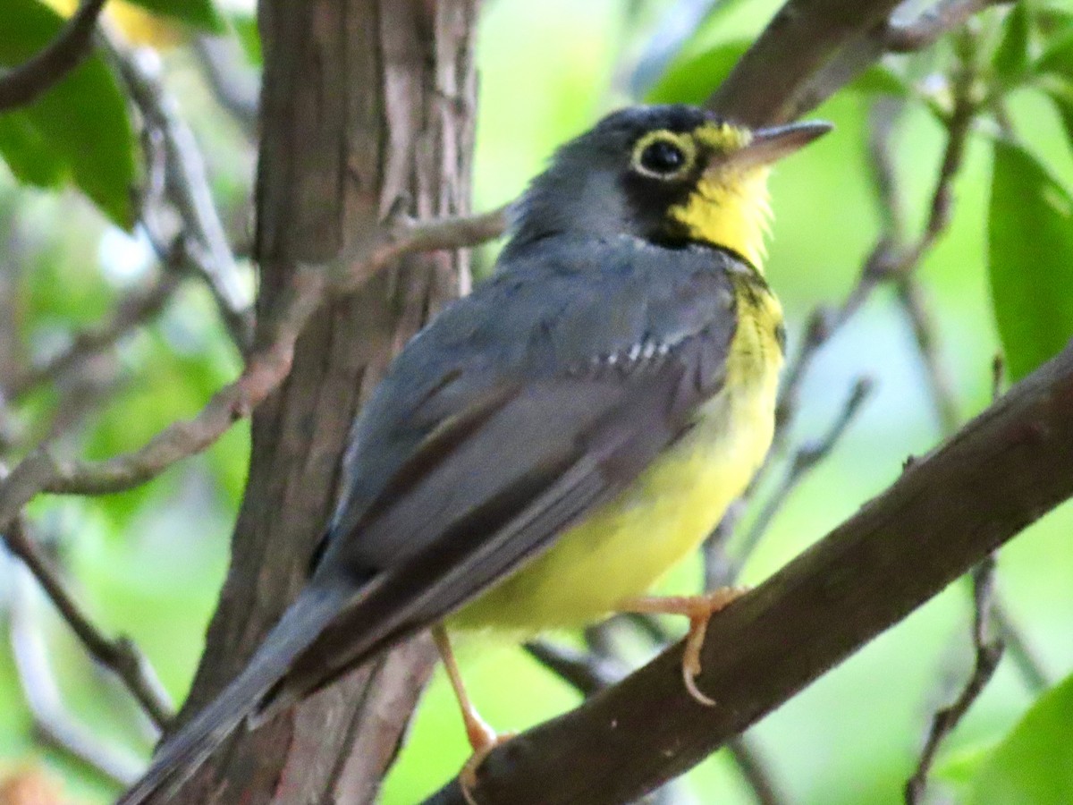 Canada Warbler - ML620821273