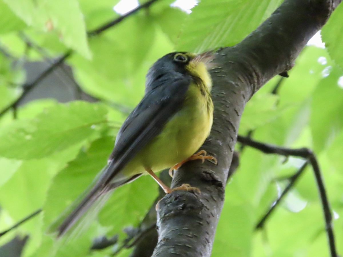 Canada Warbler - ML620821274