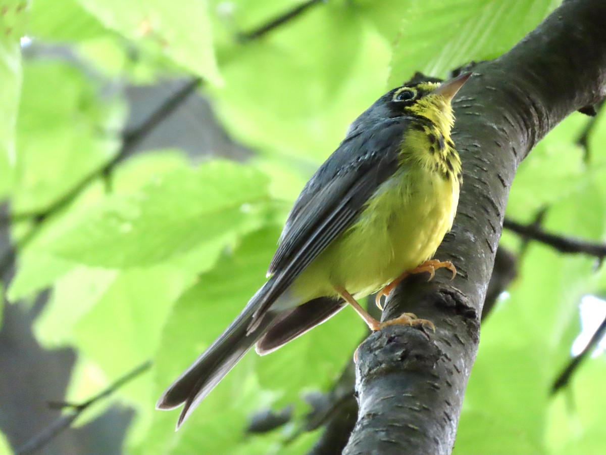 Canada Warbler - ML620821276