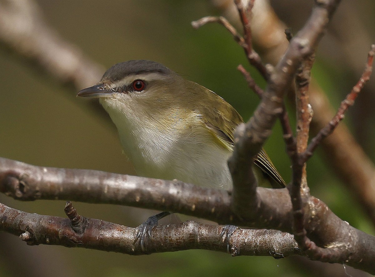 Red-eyed Vireo - Charles Fitzpatrick