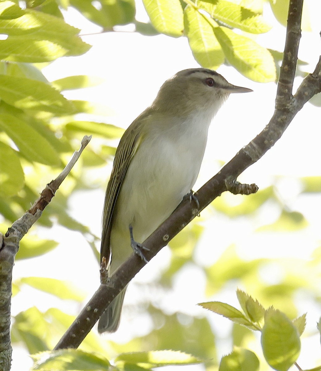 Red-eyed Vireo - ML620821282