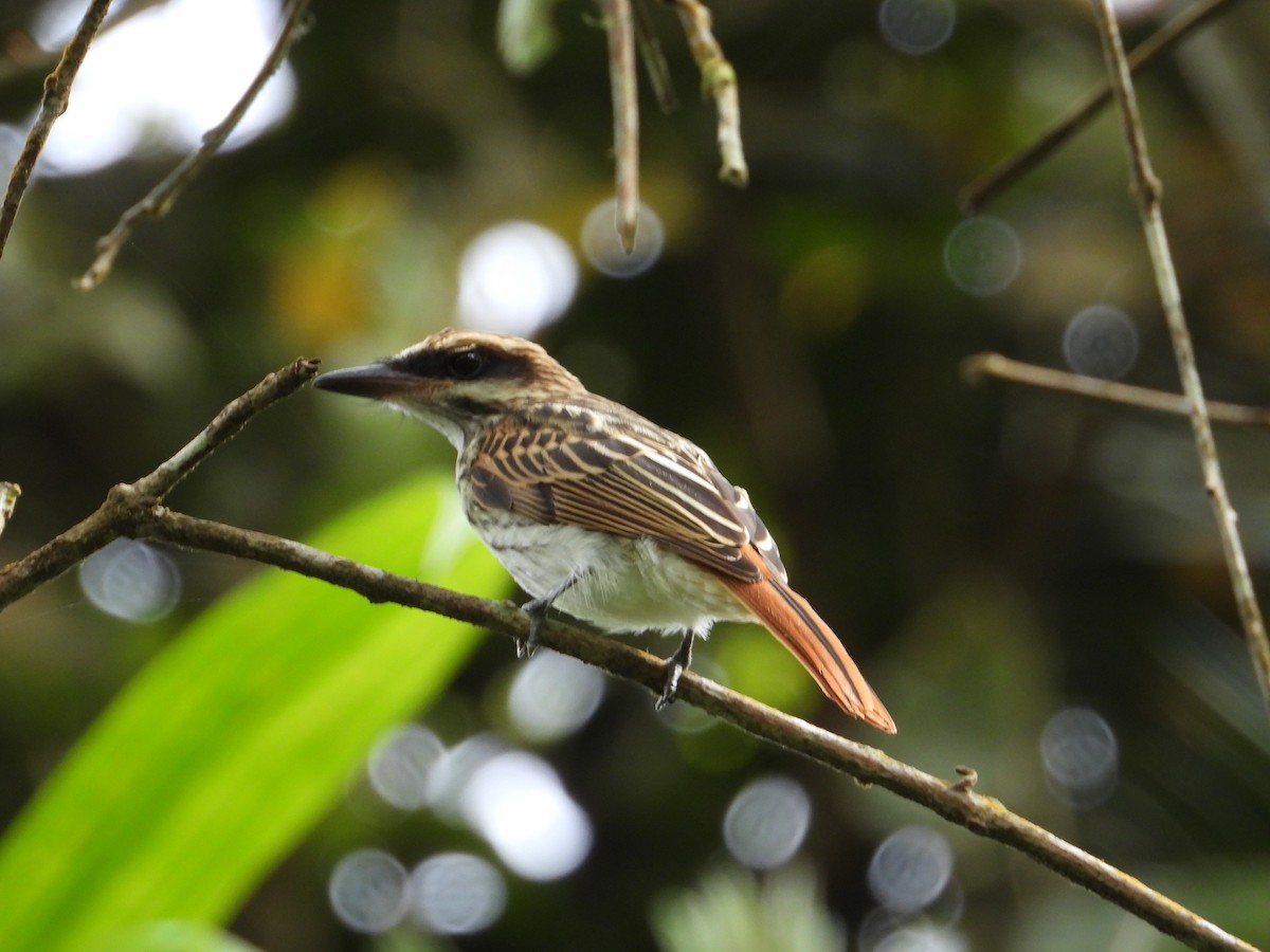 Streaked Flycatcher - ML620821286