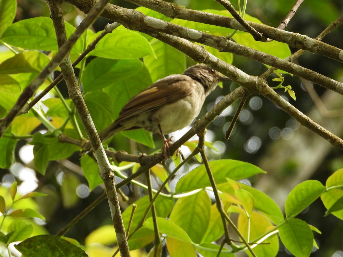 Streaked Flycatcher - ML620821287