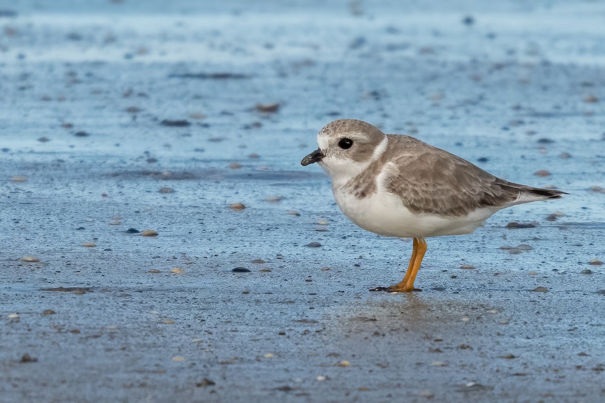 Piping Plover - ML620821289