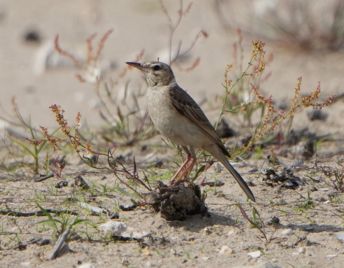 Tawny Pipit - ML620821290