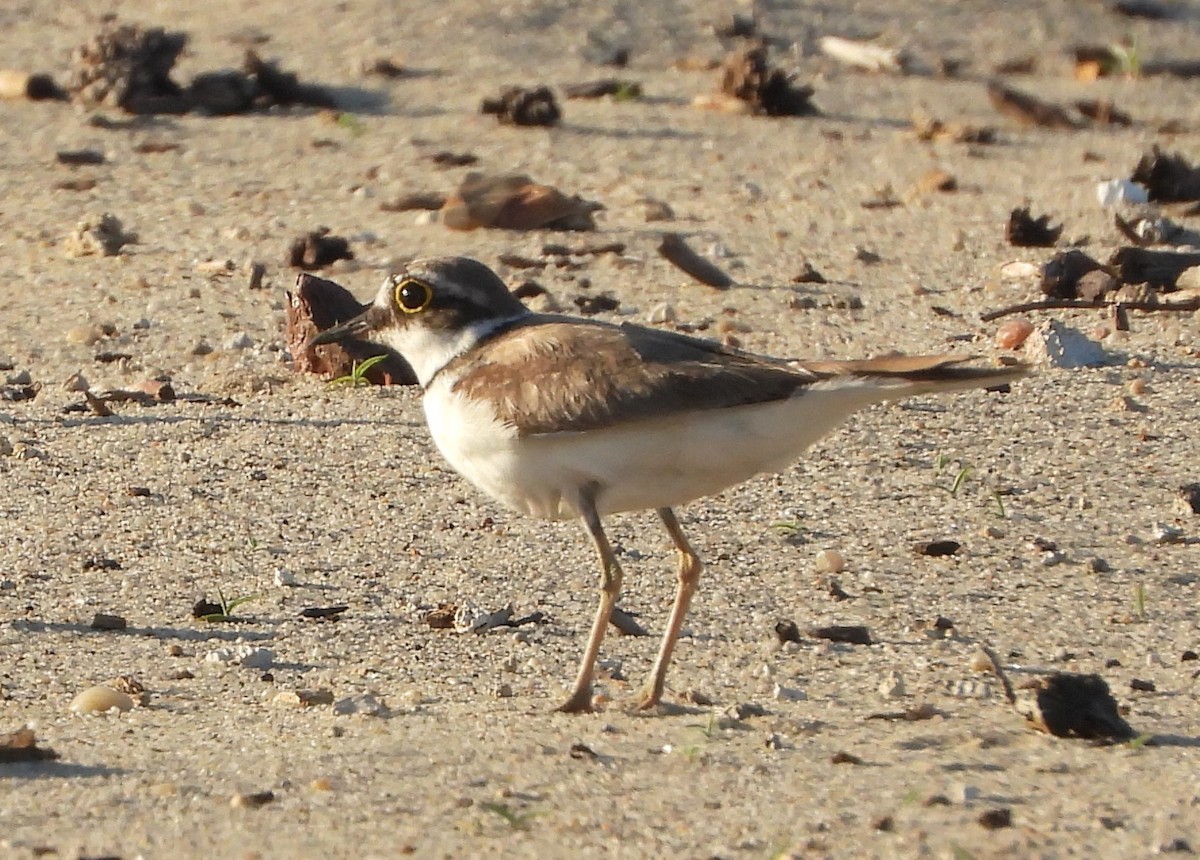 Little Ringed Plover - ML620821291