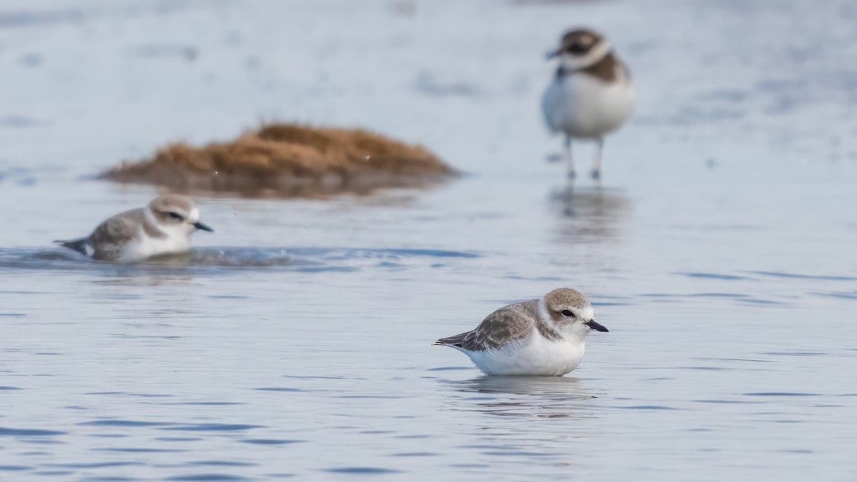 Snowy Plover - ML620821294