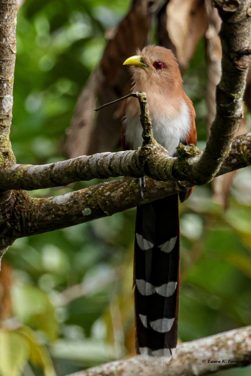 Squirrel Cuckoo - ML620821297