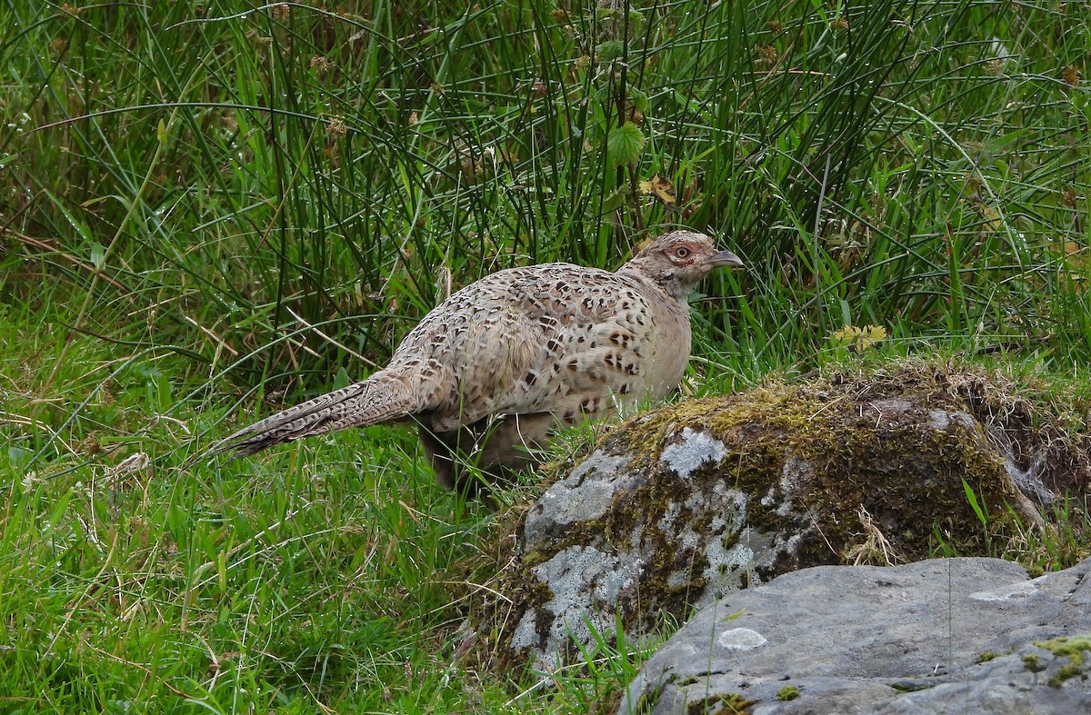 Ring-necked Pheasant - ML620821302