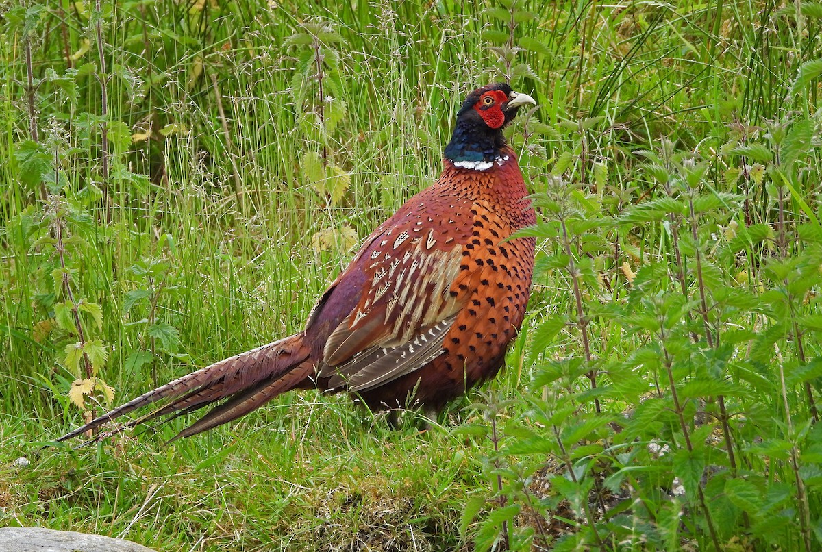 Ring-necked Pheasant - ML620821303