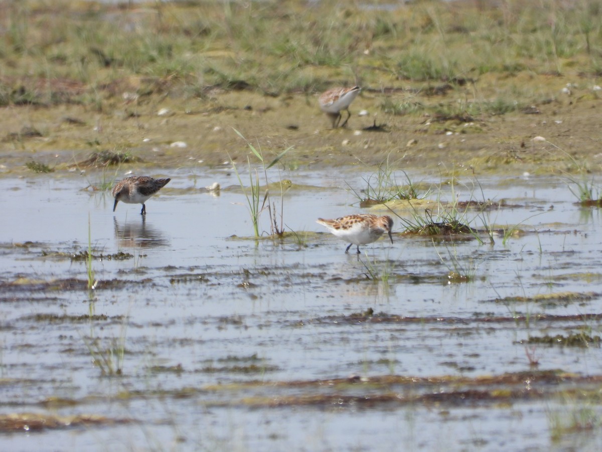 Little Stint - ML620821309