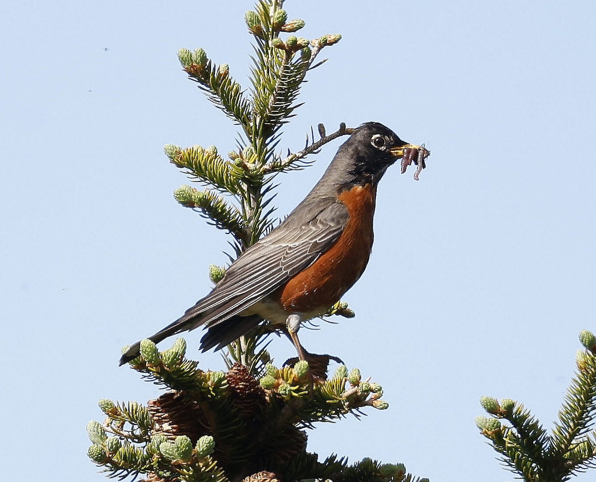 American Robin - ML620821310