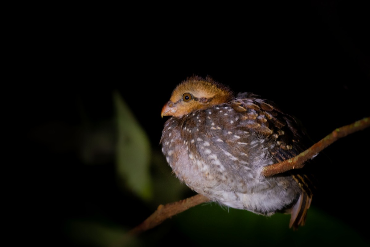 Tawny-faced Quail - ML620821311