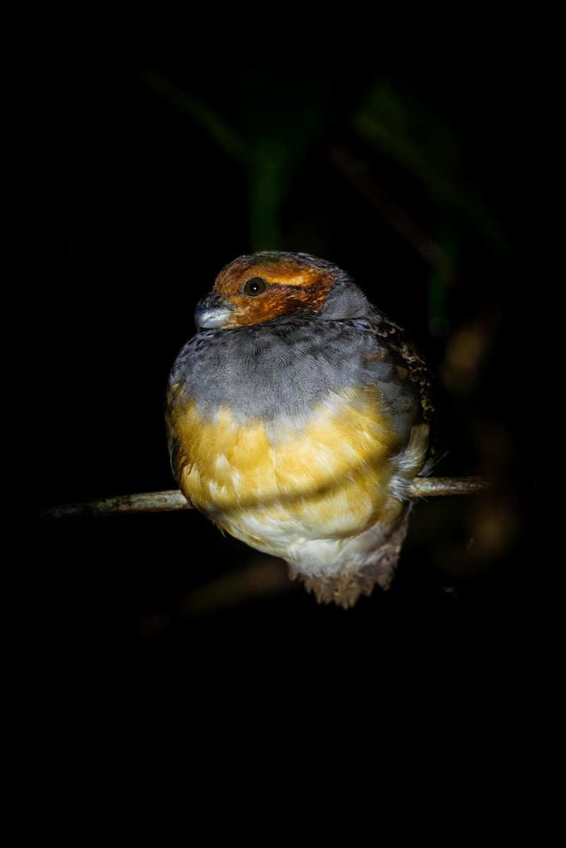 Tawny-faced Quail - ML620821312