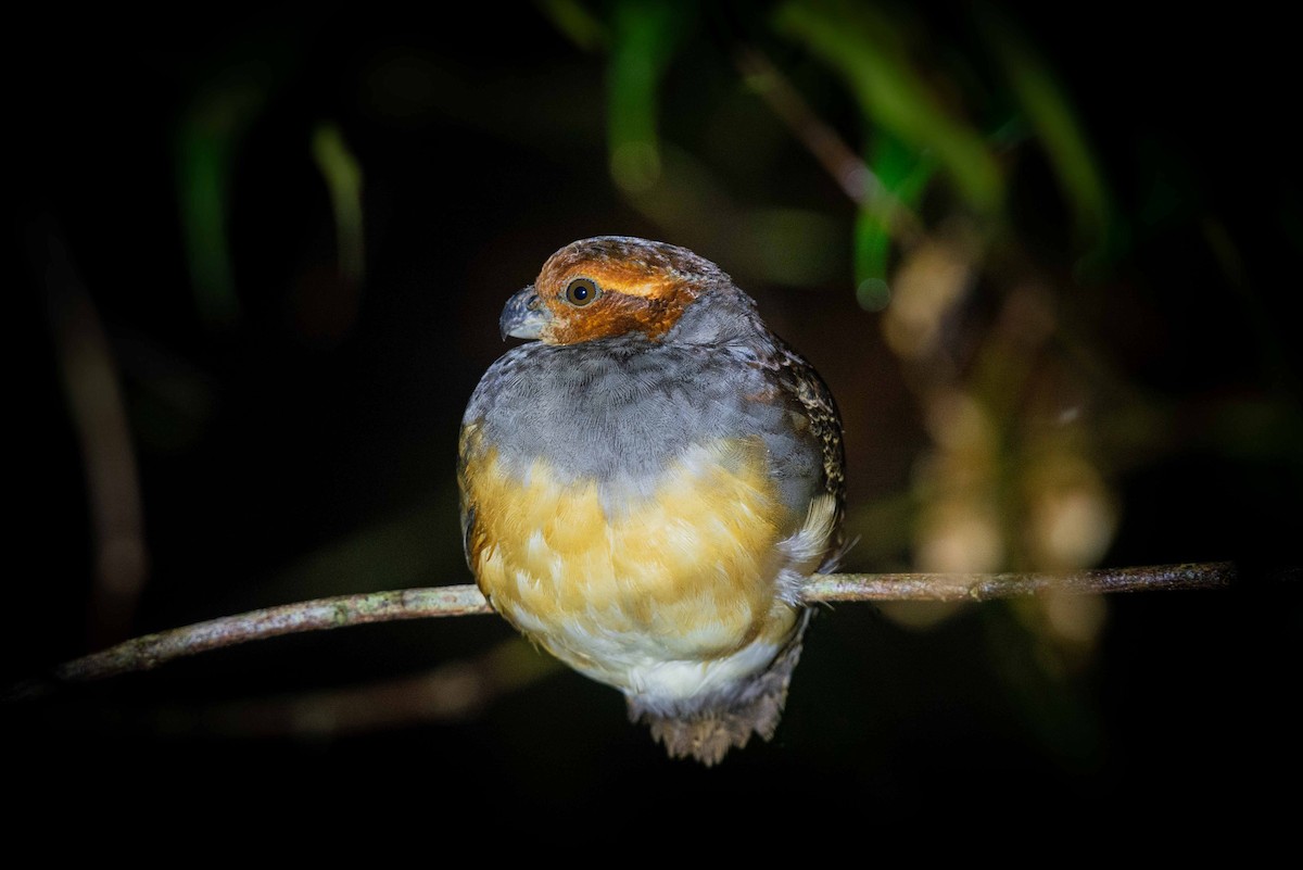 Tawny-faced Quail - ML620821313