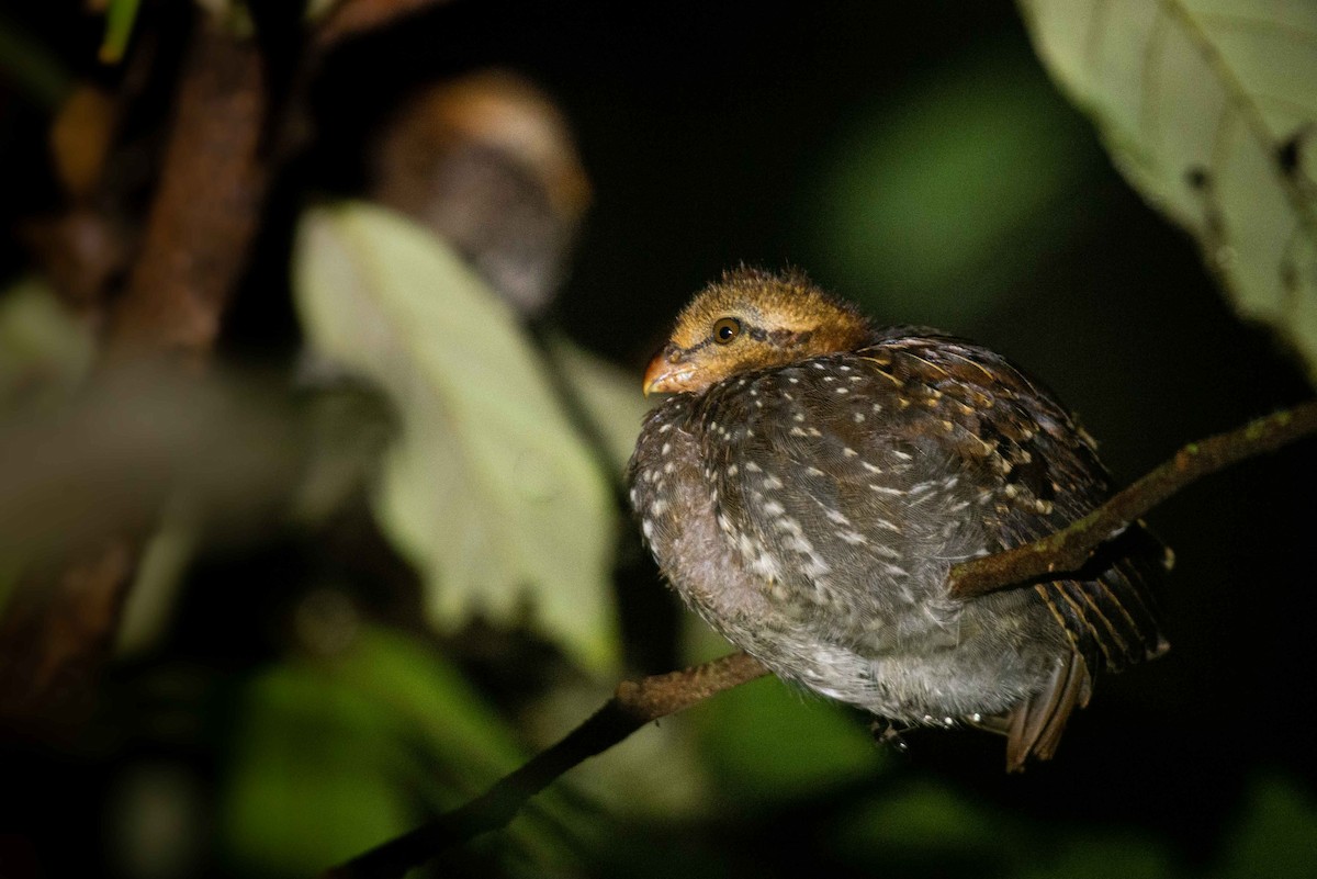 Tawny-faced Quail - ML620821314