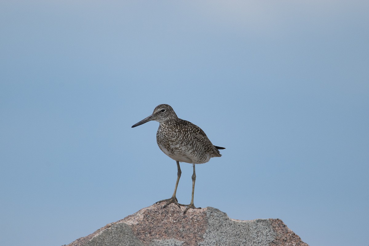 Willet - ML620821315