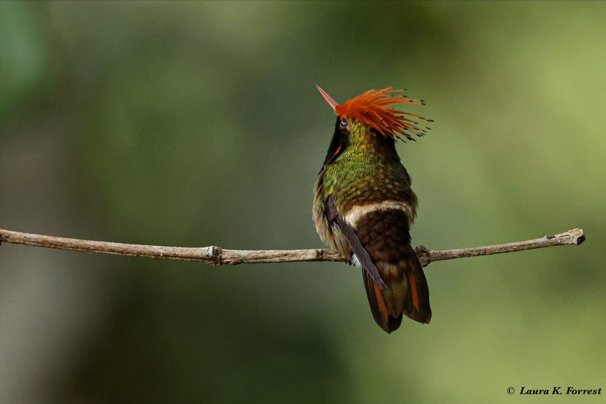 Rufous-crested Coquette - ML620821316