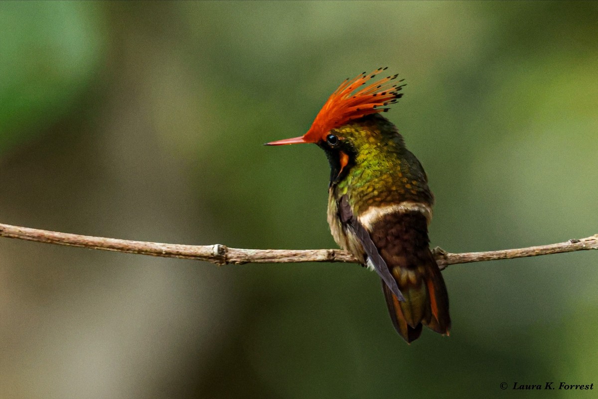 Rufous-crested Coquette - ML620821317