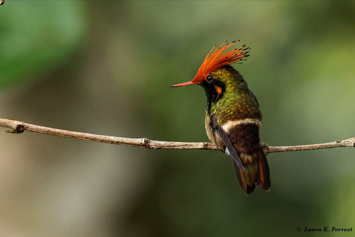 Rufous-crested Coquette - ML620821318