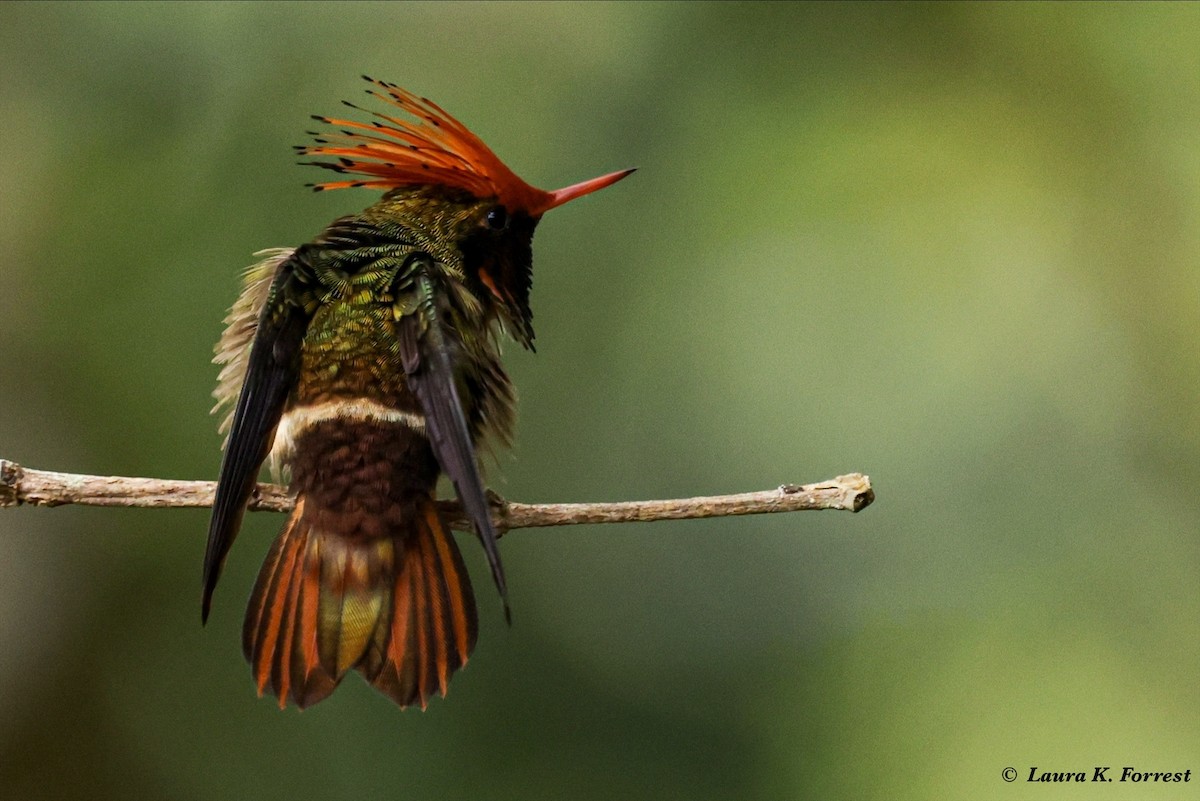 Rufous-crested Coquette - ML620821320