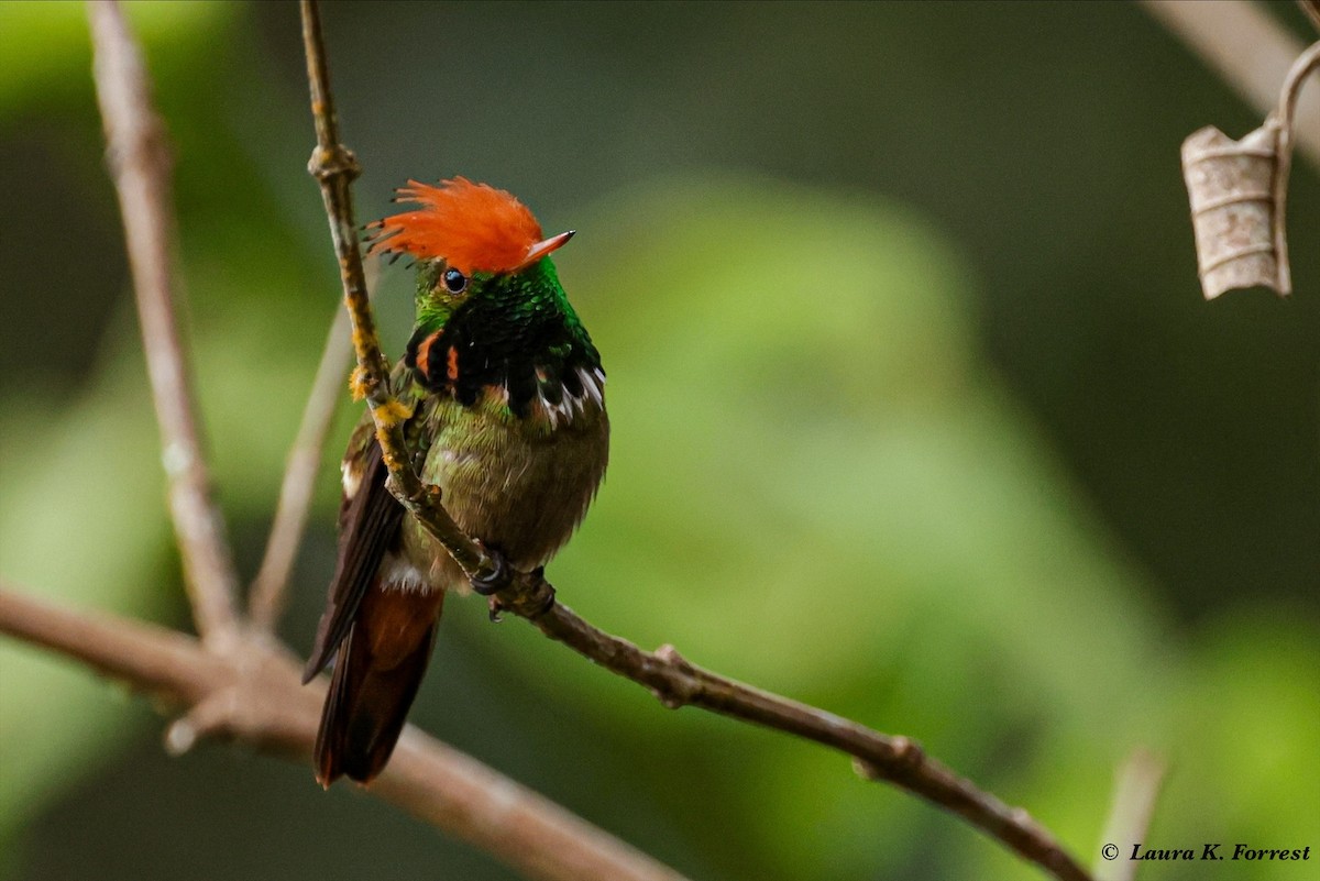 Rufous-crested Coquette - ML620821321