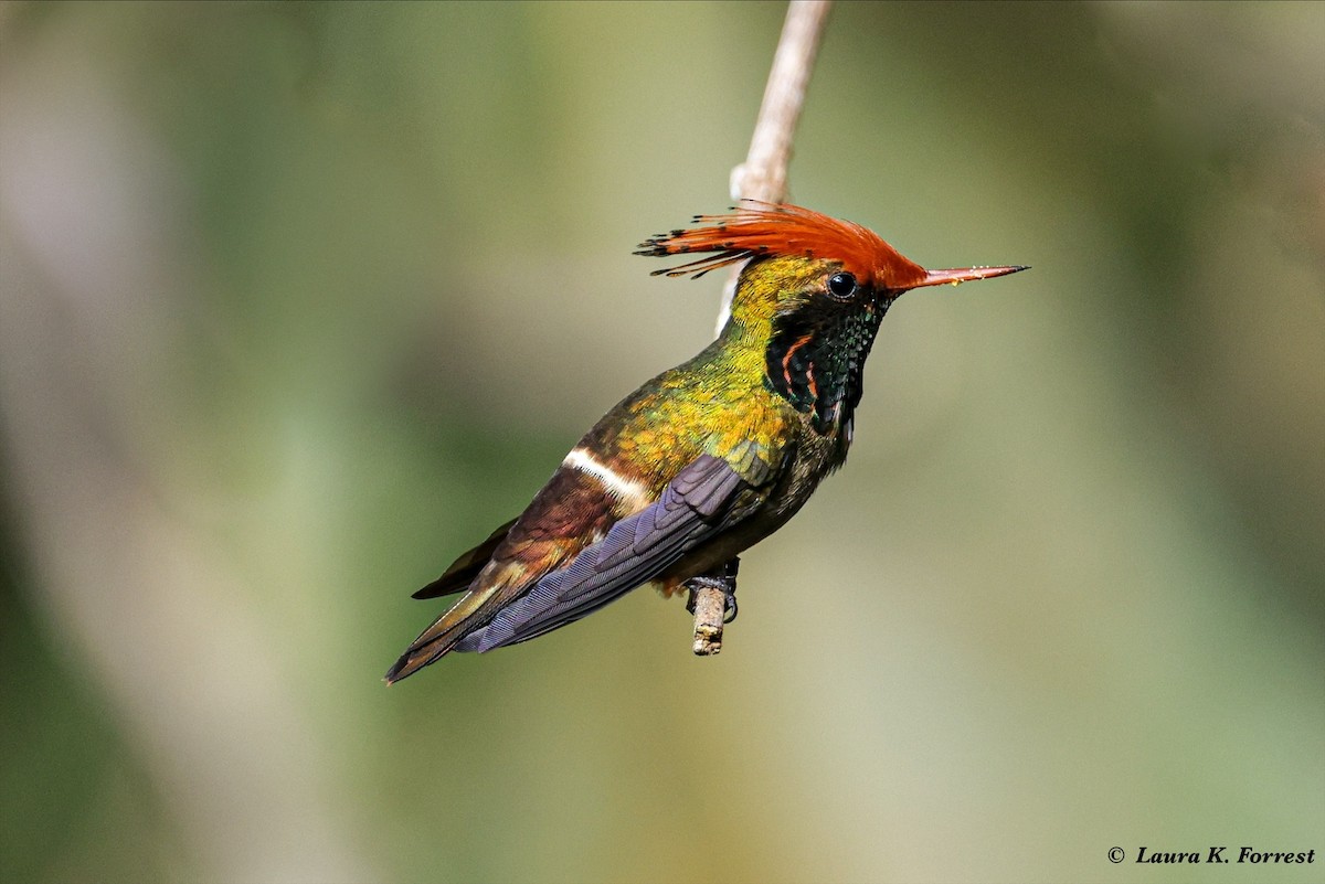 Rufous-crested Coquette - ML620821322