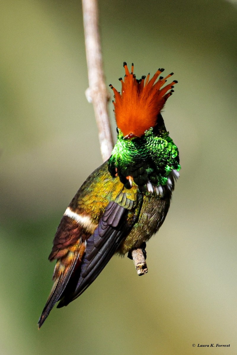 Rufous-crested Coquette - ML620821323