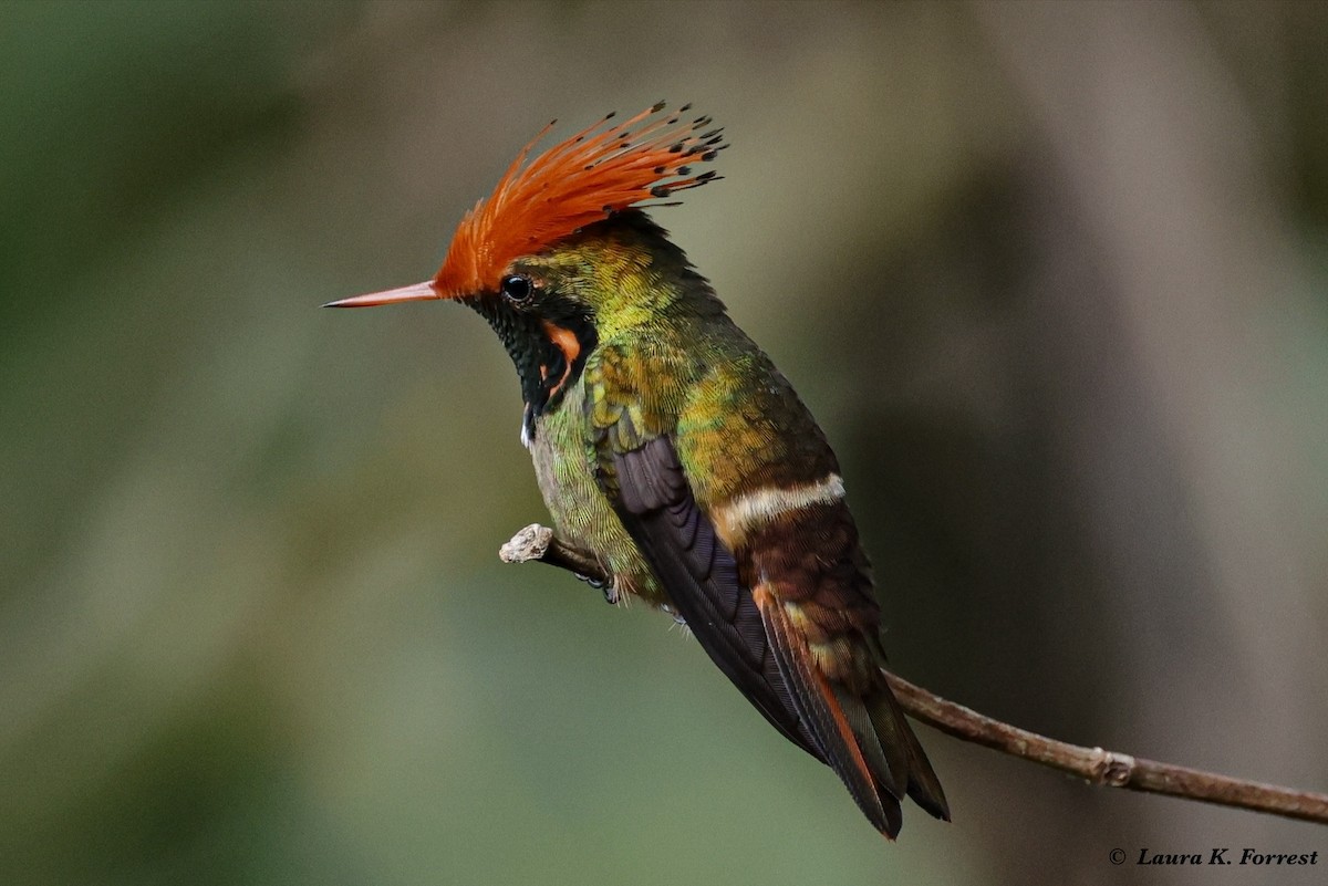 Rufous-crested Coquette - ML620821325