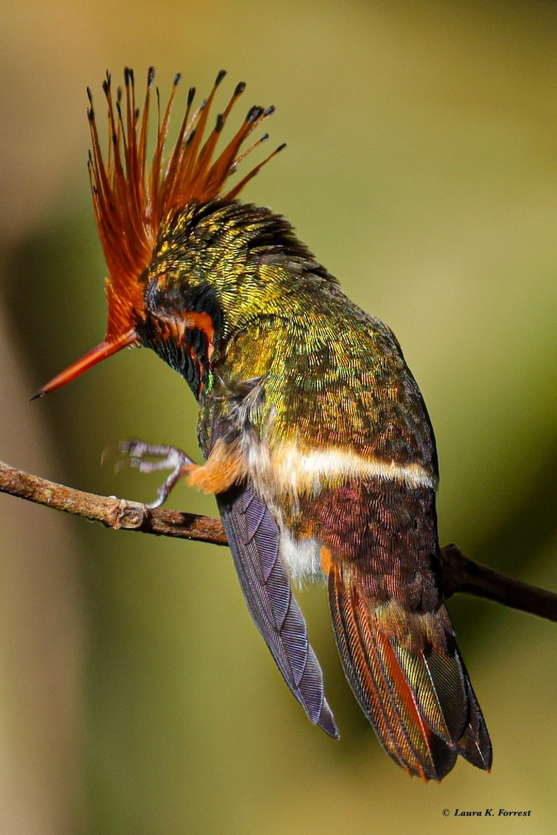 Rufous-crested Coquette - ML620821326