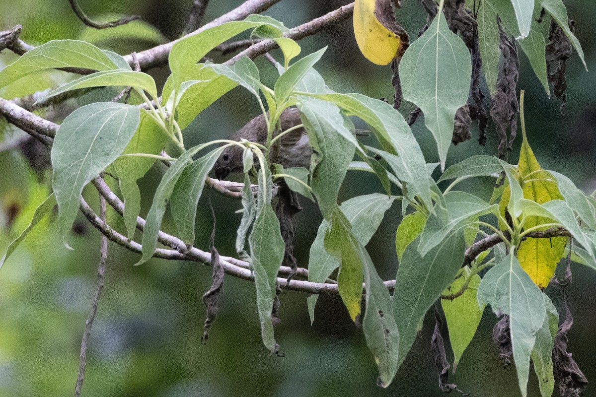 Small Tree-Finch - ML620821327