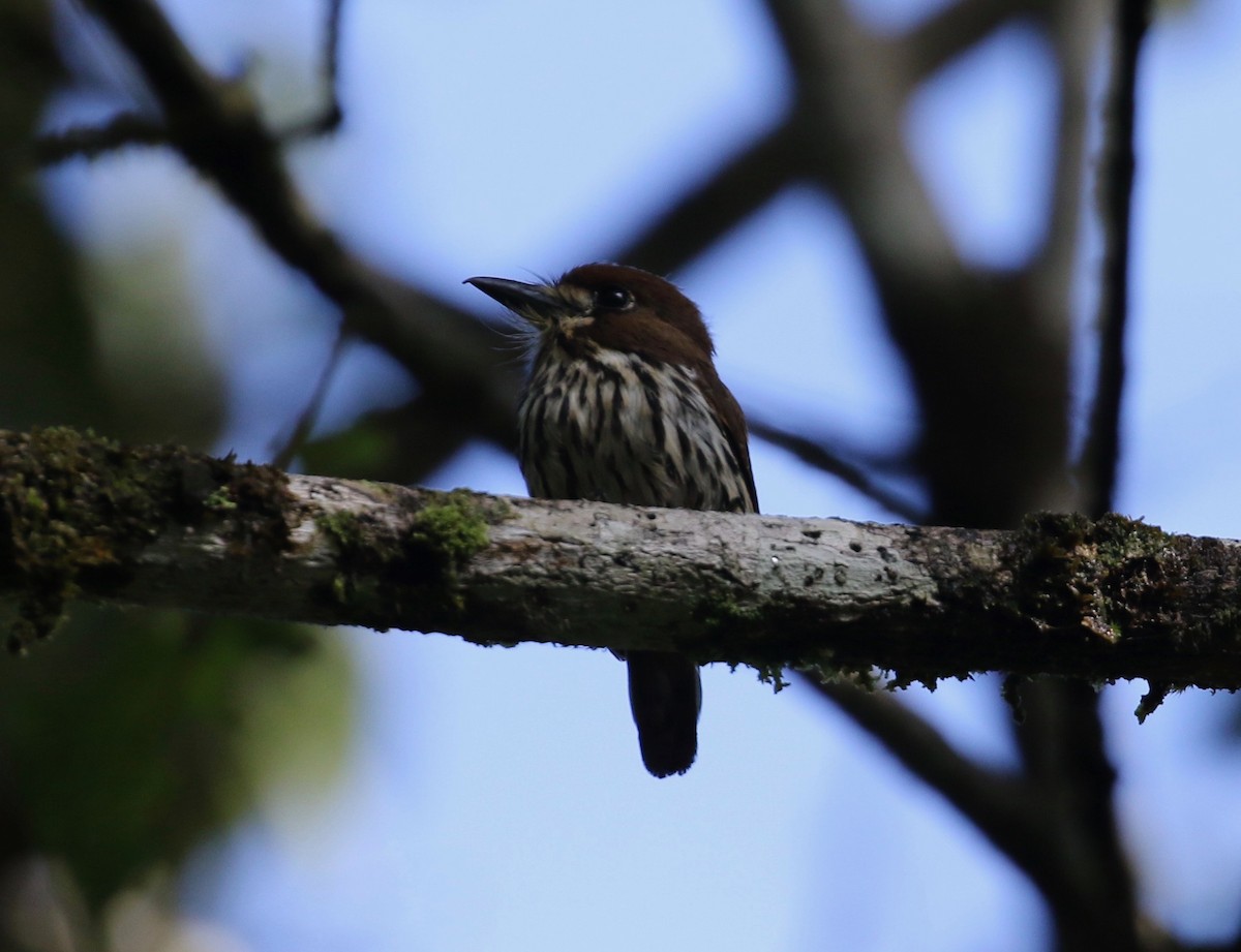 Lanceolated Monklet - ML620821328