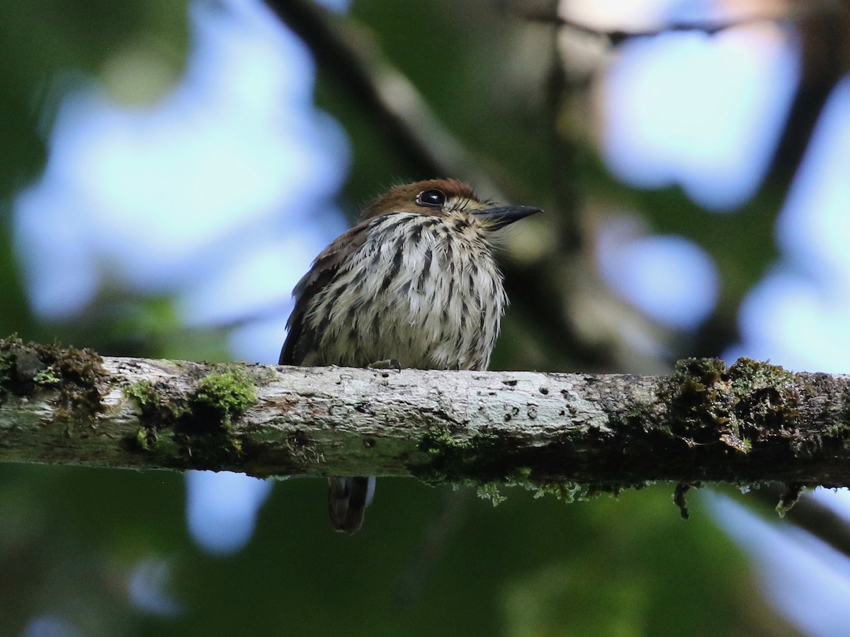 Lanceolated Monklet - Dan Waggoner