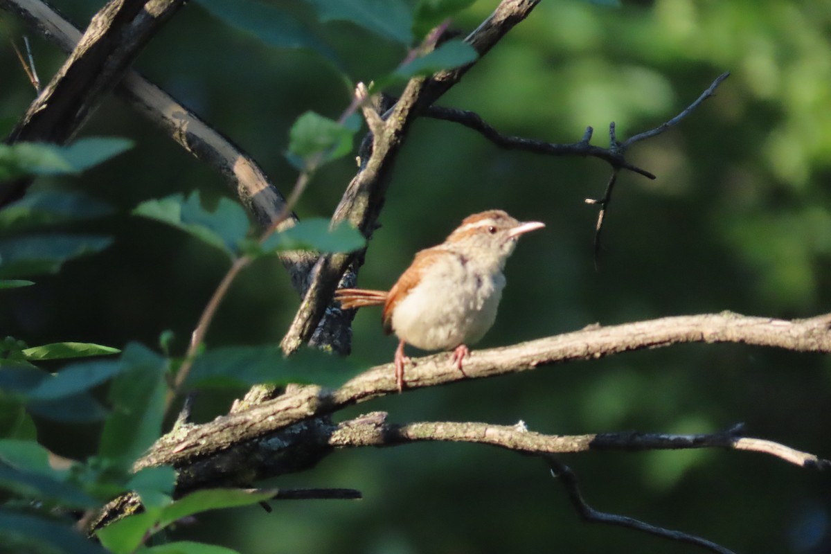 Carolina Wren - ML620821332