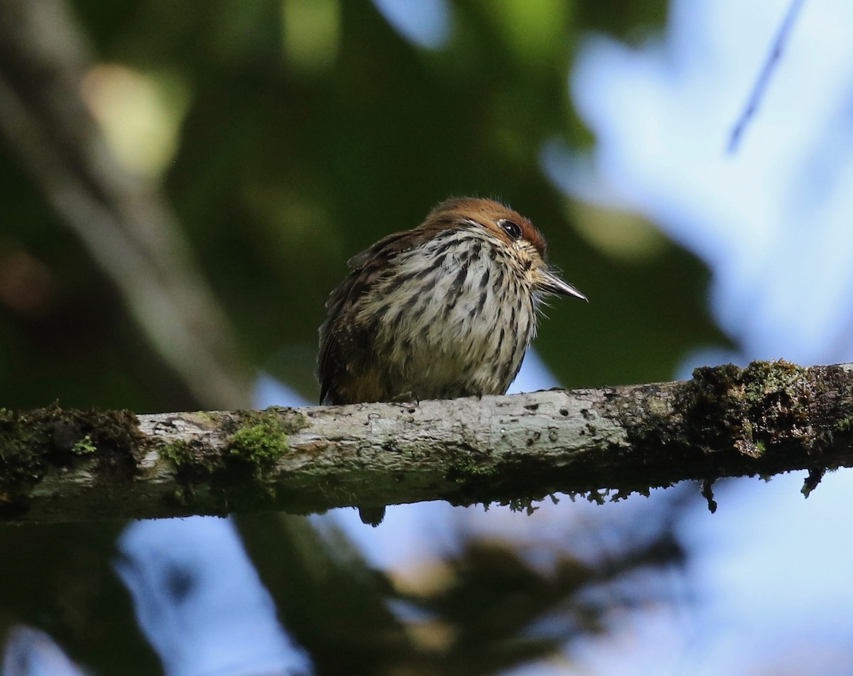 Lanceolated Monklet - ML620821333